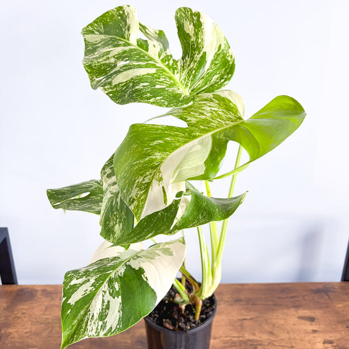 Monstera Borsigiana Albo (High Variegation) | The Plant Boys