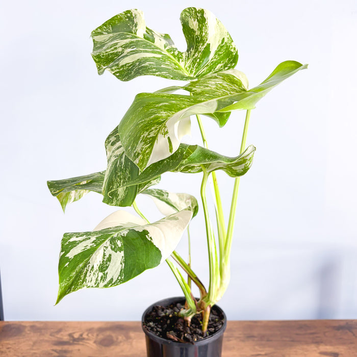 Monstera Borsigiana Albo (High Variegation) | The Plant Boys