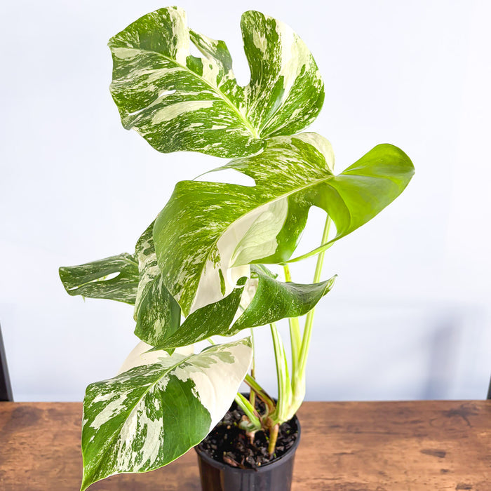 Monstera Borsigiana Albo (High Variegation) | The Plant Boys