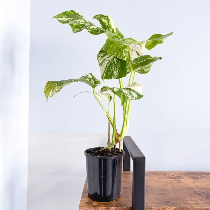 Monstera Borsigiana Albo (High Variegation) | The Plant Boys