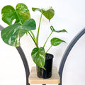 Monstera Borsigiana Albo (Medium Variegation) | The Plant Boys