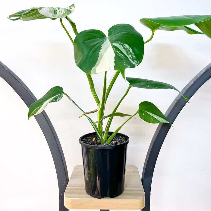 Monstera Borsigiana Albo (Medium Variegation) | The Plant Boys