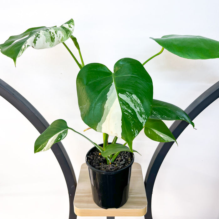 Monstera Borsigiana Albo (Medium Variegation) | The Plant Boys