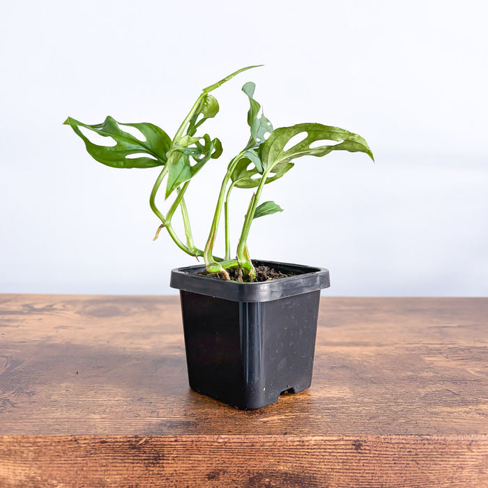 Monstera Friedrichsthalii | The Plant Boys