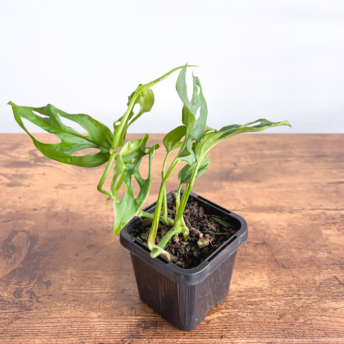 Monstera Friedrichsthalii | The Plant Boys