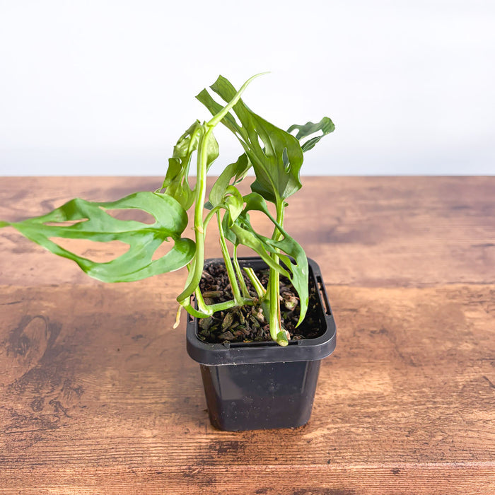 Monstera Friedrichsthalii | The Plant Boys