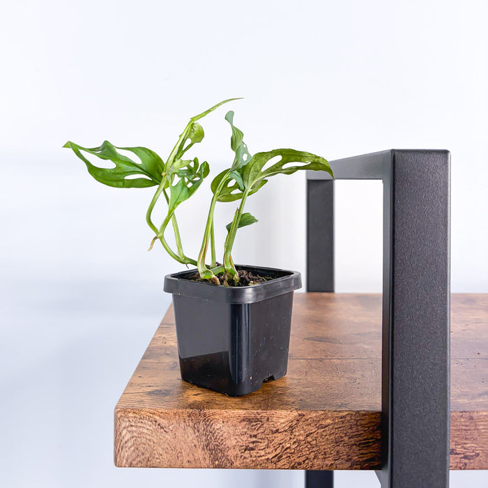 Monstera Friedrichsthalii | The Plant Boys