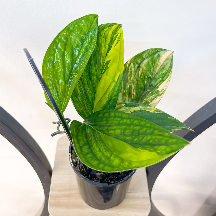 Monstera Karstenianum Peru Variegata | The Plant Boys
