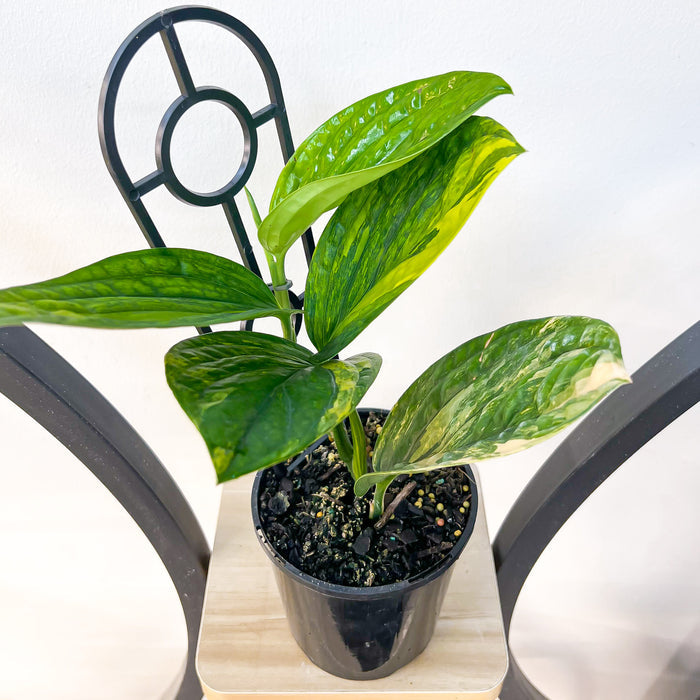 Monstera Karstenianum Peru Variegata | The Plant Boys