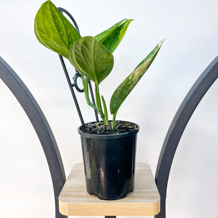 Monstera Karstenianum Peru Variegata | The Plant Boys