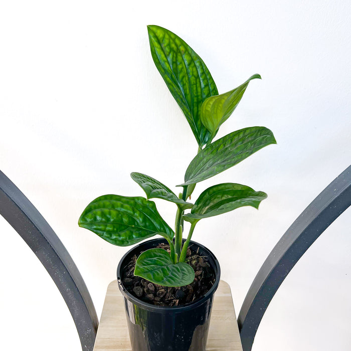 Monstera Karstenianum Peru | The Plant Boys