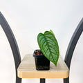 Monstera Siltepecana El Salvador | The Plant Boys