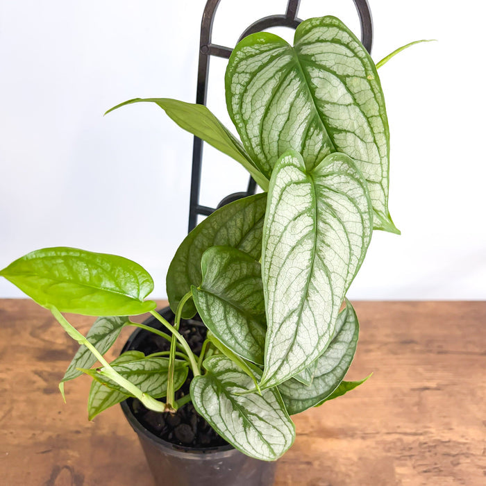 Monstera Siltepecana El Salvador | The Plant Boys