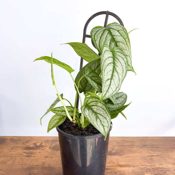 Monstera Siltepecana El Salvador | The Plant Boys
