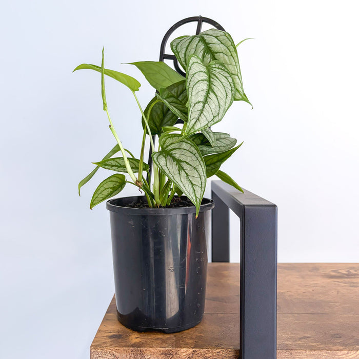 Monstera Siltepecana El Salvador | The Plant Boys