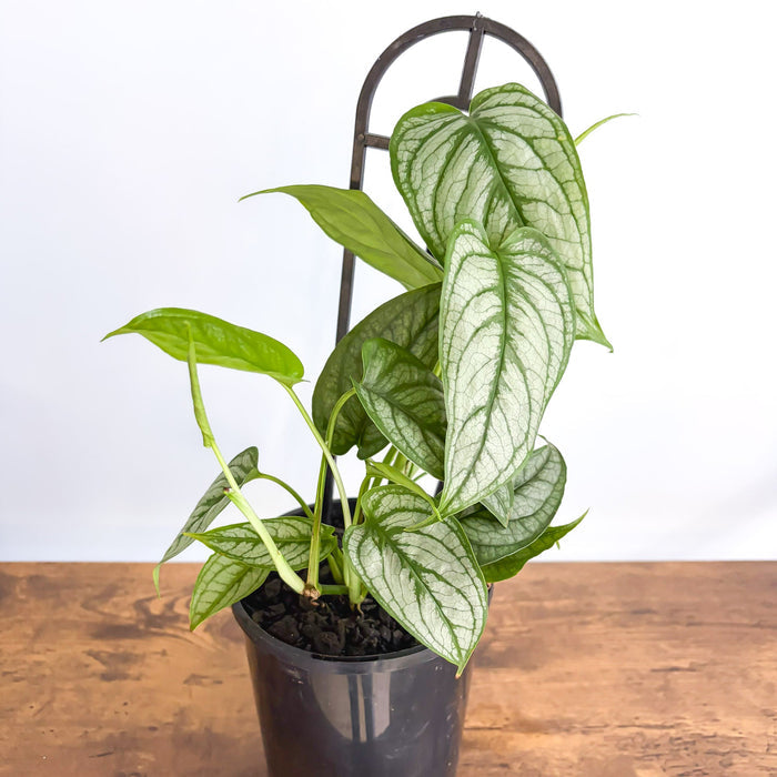 Monstera Siltepecana El Salvador | The Plant Boys