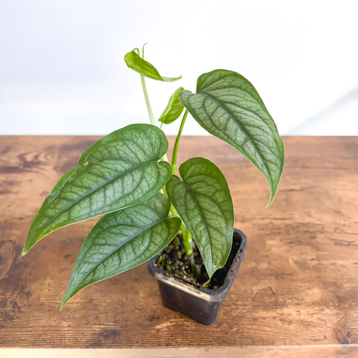 Monstera Siltepecana | The Plant Boys