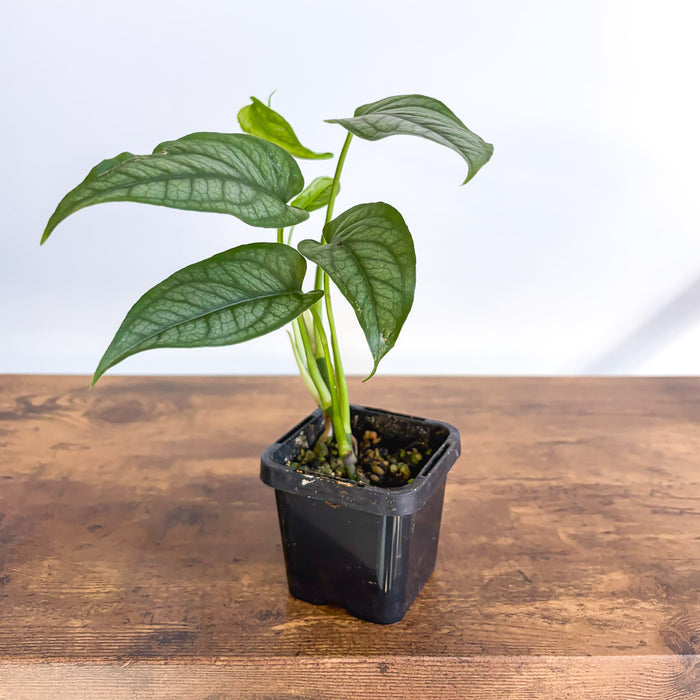 Monstera Siltepecana | The Plant Boys