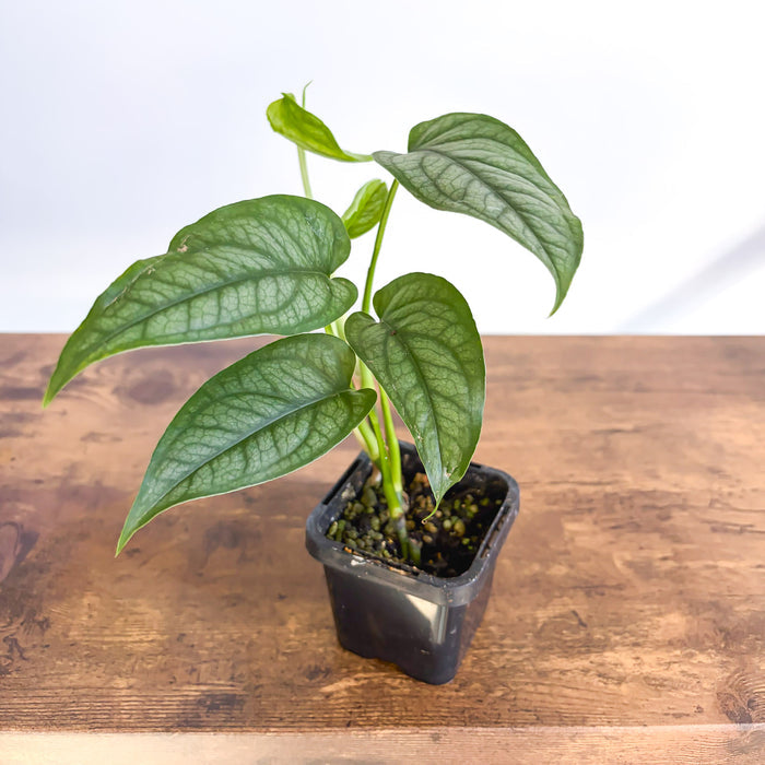 Monstera Siltepecana | The Plant Boys