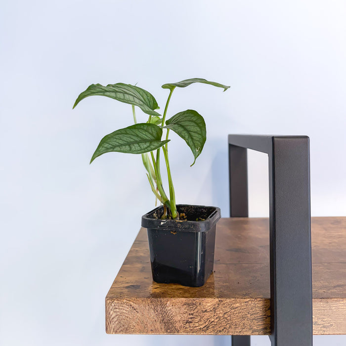 Monstera Siltepecana | The Plant Boys