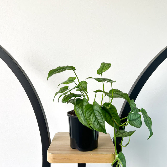 Monstera Siltepecana | The Plant Boys
