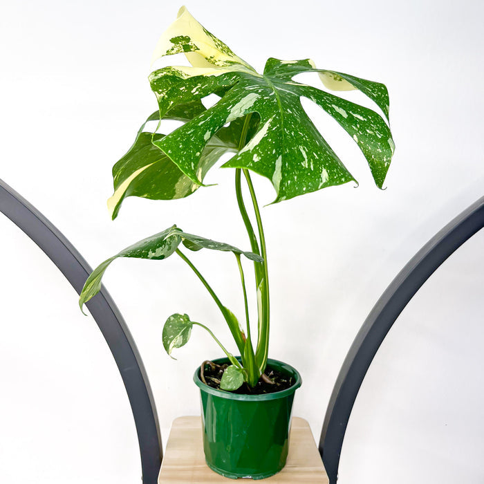 130mm Pot