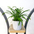 Nephrolepis Cordifolia Duffii Lemon Button Fern | The Plant Boys