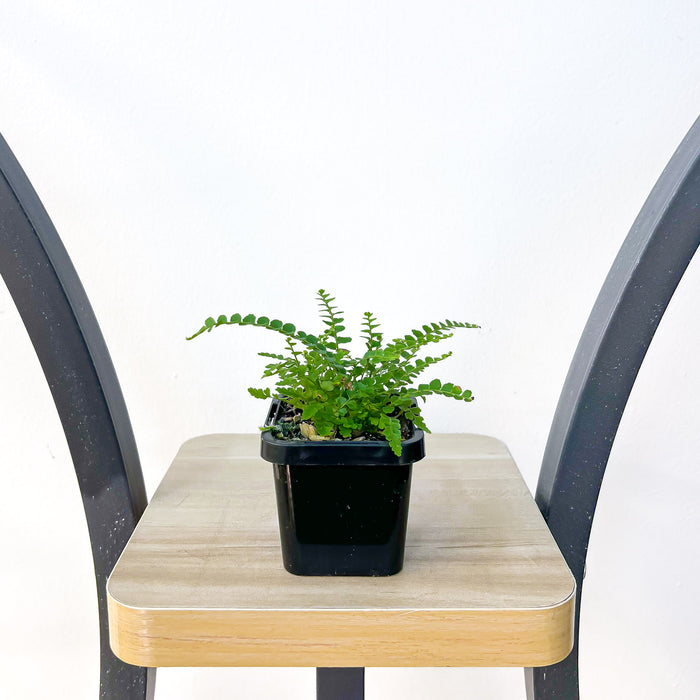 Nephrolepis Cordifolia Duffii Lemon Button Fern | The Plant Boys