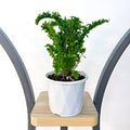 Nephrolepis Exaltata Emina Curly Boston Fern | The Plant Boys