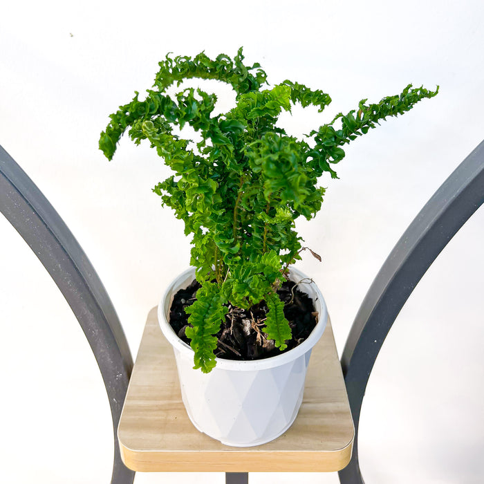 Nephrolepis Exaltata Emina Curly Boston Fern | The Plant Boys