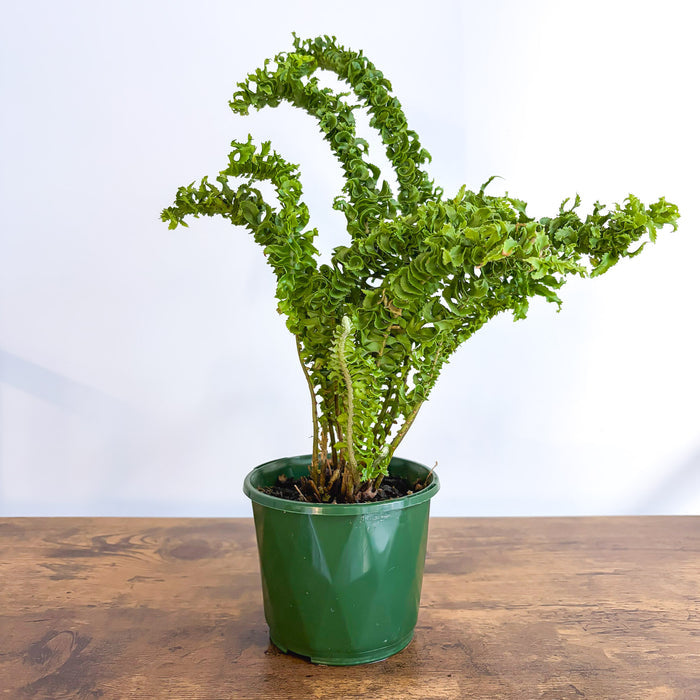 Nephrolepis Exaltata Emina Curly Boston Fern | The Plant Boys