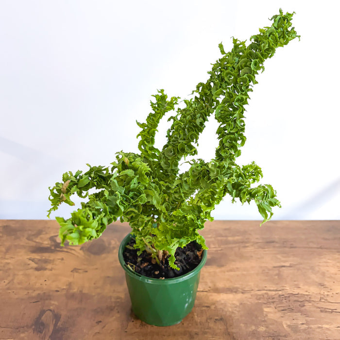 Nephrolepis Exaltata Emina Curly Boston Fern | The Plant Boys
