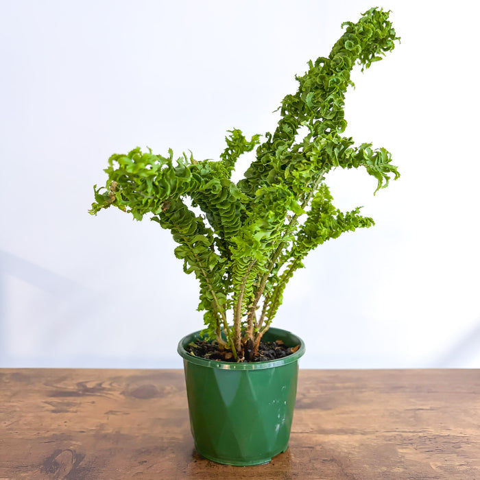 Nephrolepis Exaltata Emina Curly Boston Fern | The Plant Boys