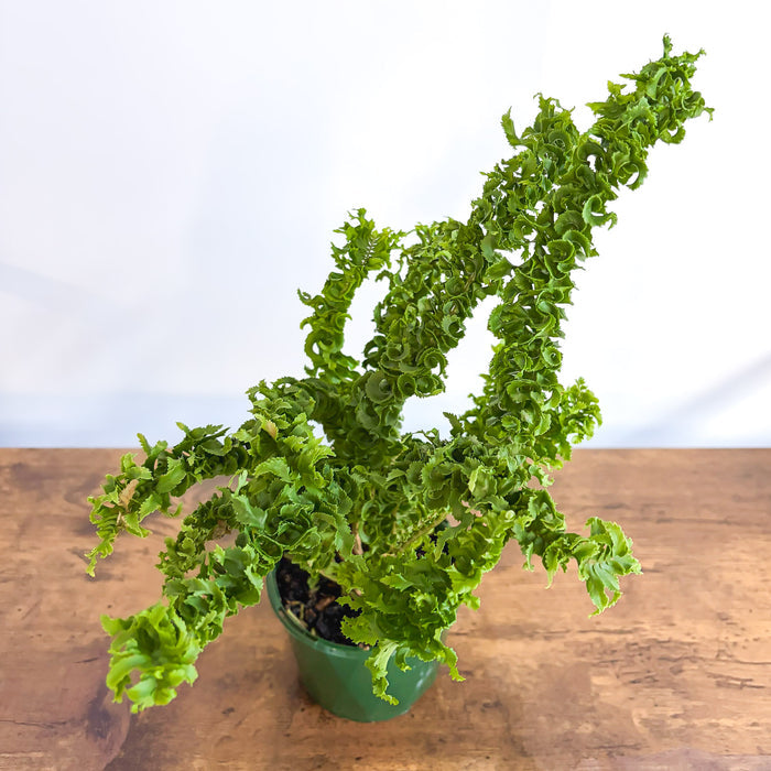 Nephrolepis Exaltata Emina Curly Boston Fern | The Plant Boys