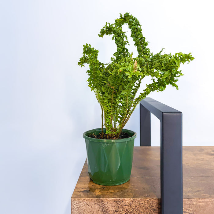 Nephrolepis Exaltata Emina Curly Boston Fern | The Plant Boys