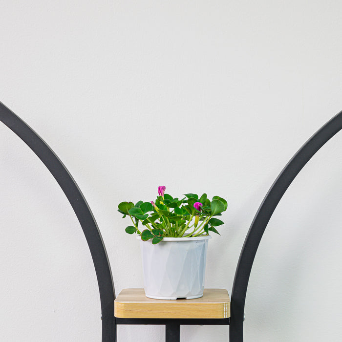 Oxalis Purpurea