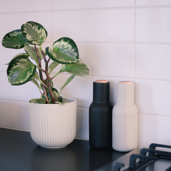 Palina Pot | The Plant Boys