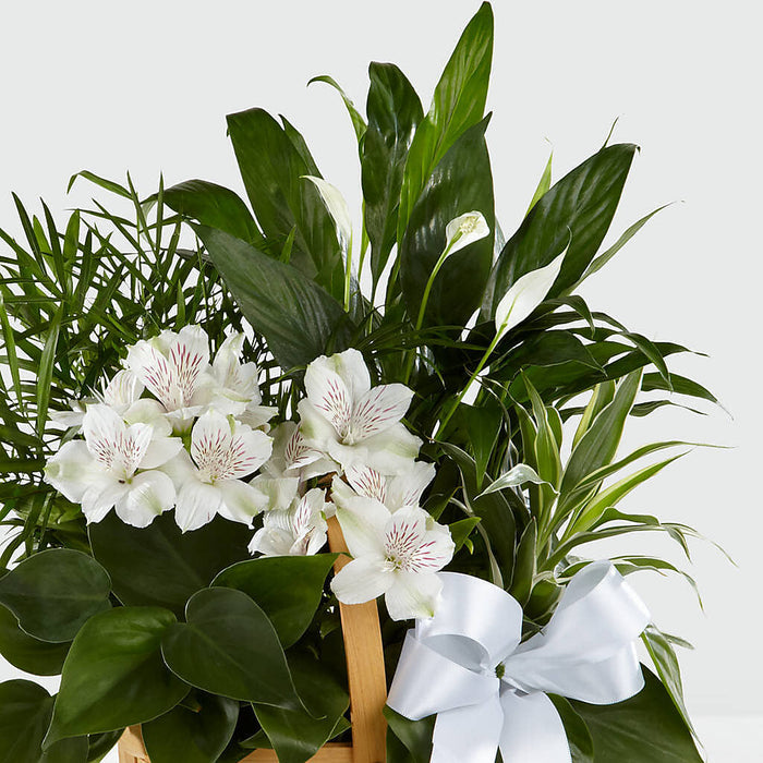 Peace & Serenity Dishgarden – BUEHLER'S FLORAL, Wooster OH