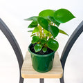 Peperomia Coin Leaf | The Plant Boys