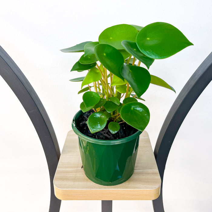 Peperomia Coin Leaf | The Plant Boys