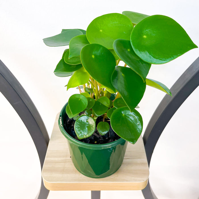 Peperomia Coin Leaf | The Plant Boys