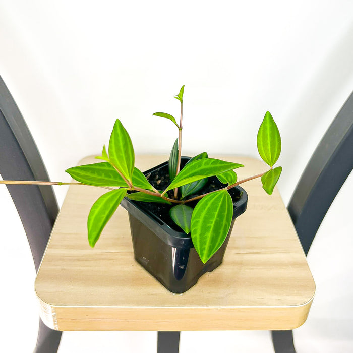 Peperomia Diamond