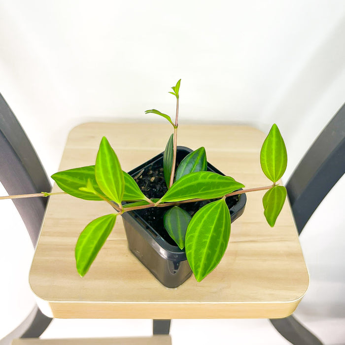 Peperomia Diamond