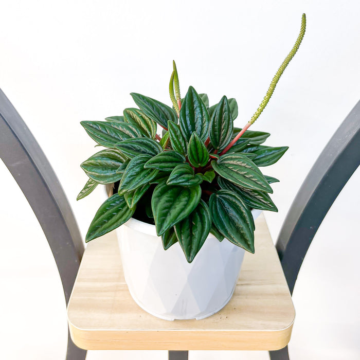Peperomia Esmeralda | The Plant Boys