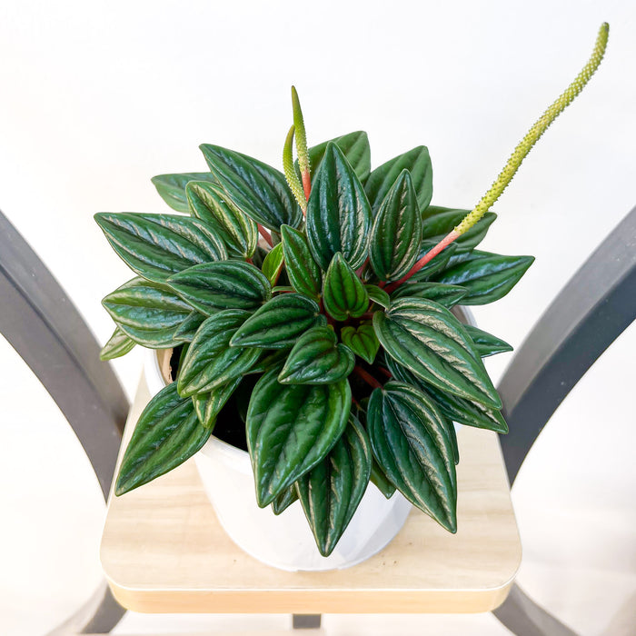 Peperomia Esmeralda | The Plant Boys