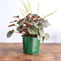 Peperomia Frosty | The Plant Boys