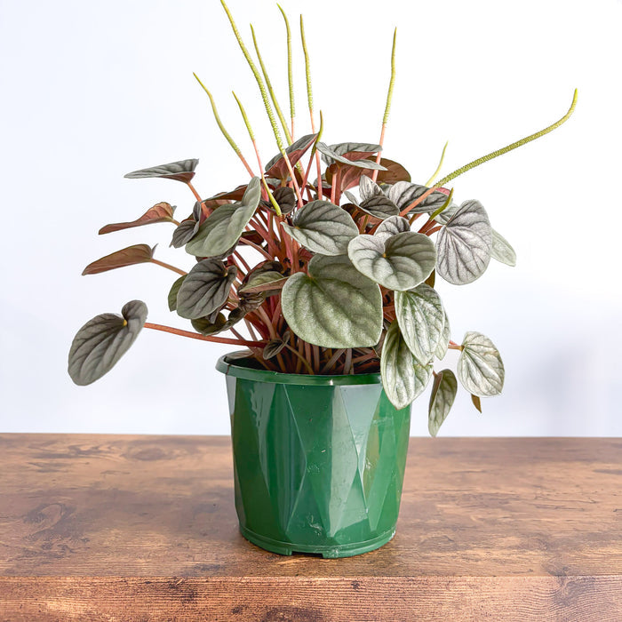 Peperomia Frosty | The Plant Boys