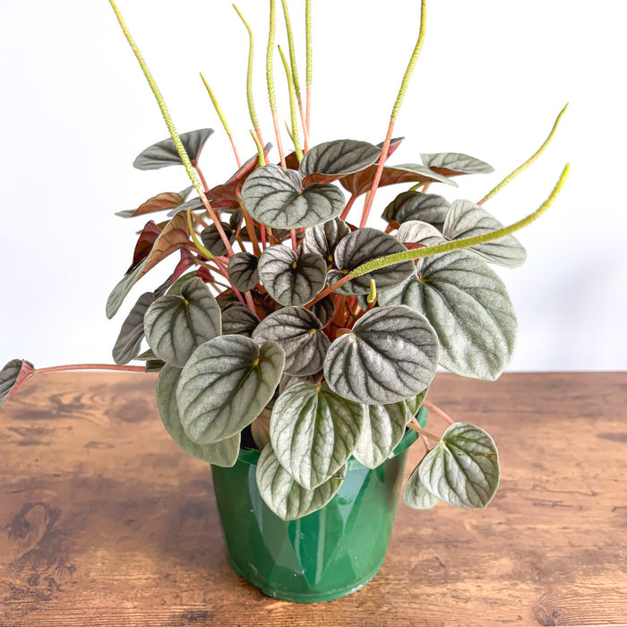 Peperomia Frosty | The Plant Boys