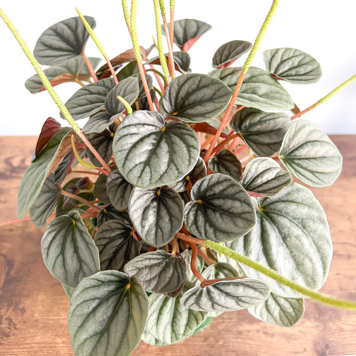 Peperomia Frosty | The Plant Boys