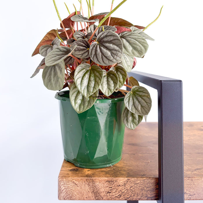 Peperomia Frosty | The Plant Boys